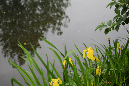 Yellow iris flowers in bloom in spring by the riverside.の写真素材