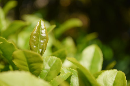 Green tea leaves in the garden. Selective focus with shallow depth of field.