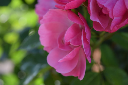 Pink rose in the garden. Shallow depth of field. Selective focus.の写真素材