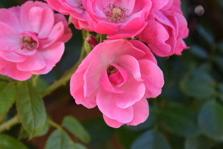 Pink roses in the garden, closeup of beautiful blooming flowersの写真素材