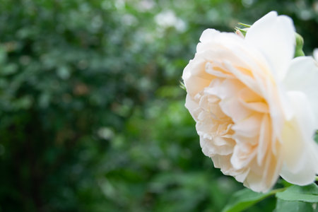 White rose in the garden on blurred background, soft focus and copy space.の写真素材