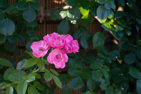 Pink roses in the garden. Blooming pink roses in the garden.の写真素材