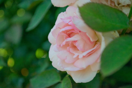 Beautiful pink roses in the garden, close-up, selective focusの写真素材