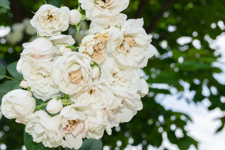 White rose flowers in the garden on a background of green leaves.の写真素材