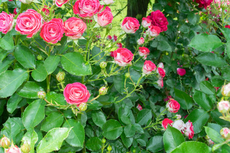 White and reddish pink roses in full bloom in the garden. Nature background.の写真素材