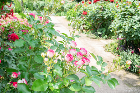 Beautiful roses in the garden, Roses are beautiful with a beautiful sunny day.の写真素材
