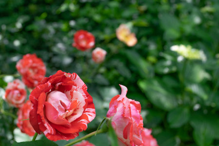 Red and white roses in the garden. Shallow depth of field.の写真素材