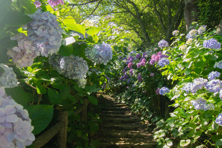 Hydrangea flowers in full bloom in Shimoda city, which is situated at the south tip of Izu...