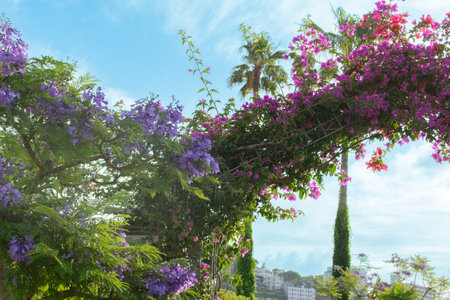 Jacarandas and bougainvillea in full bloom under blue sky during early summer from end of May through June at Jacaranda Promenade in Atami City, Shizuoka in Japan.の写真素材