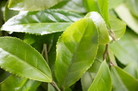 Green tea leaves background. Close up of fresh tea leaves with copy space.