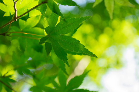Green maple leaves background in sunny day, shallow depth of field, selective focusの写真素材