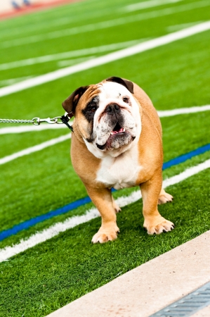 Cute bulldog on a turf football fieldの写真素材