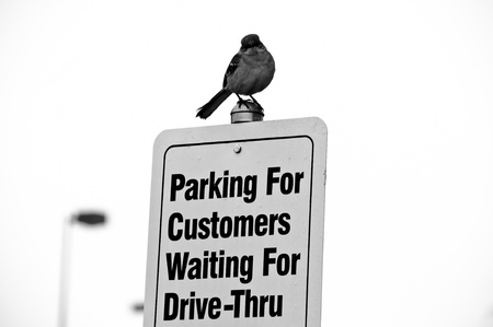 Black and white photo of bird sitting on customer parking sign.の写真素材