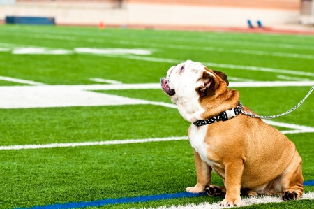 Cute bulldog on a turf football fieldの写真素材