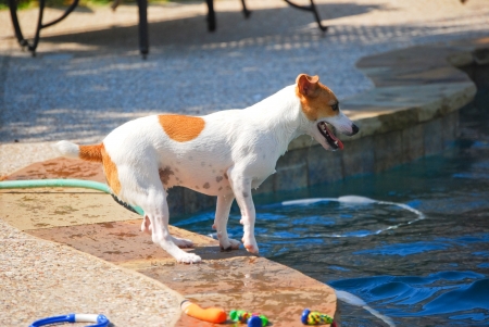Jack Russell Terrier dog next to a swimming pool.の写真素材