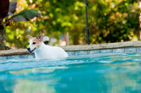 Adorable white terrier dog in a beautiful swimming pool with copy-space.の写真素材