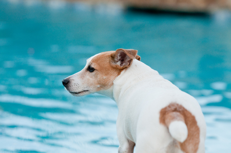 Adorable white terrier dog in a beautiful swimming pool.の写真素材