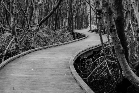 curveson the boardwalk into the woodsの写真素材