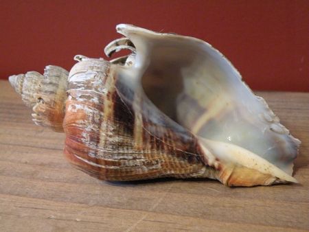 Shell