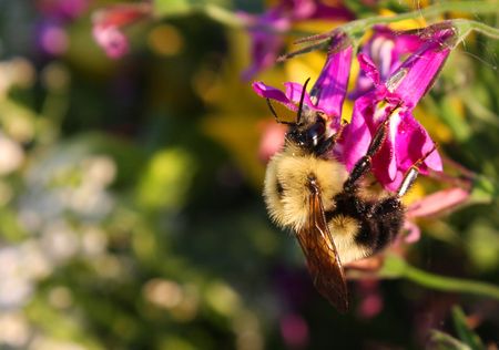 Bumble Bee