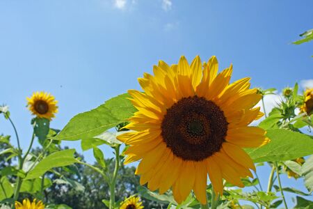 Sunflower in sunny weatherの写真素材