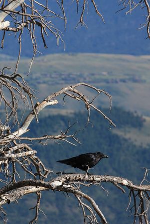 A black Raven in a dead treeの写真素材