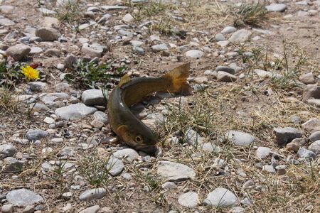 A brown trout out of the water on dry landの写真素材