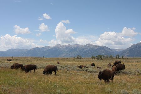 Bison or American Buffalo roaming the western mountains.の写真素材