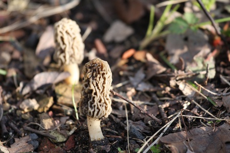 Two Morel Mushrooms growing in a woodsの写真素材