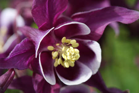 A beautiful purple Columbine Flower up closeの写真素材