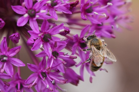 A Bee pollinating a purple Allium Flower