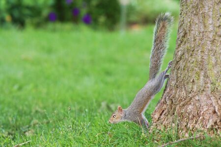 Squirrel jumping off a treeの写真素材