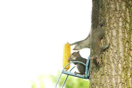 Squirrels eating and playingの写真素材