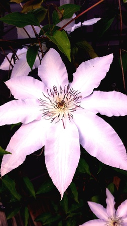 Clematis Vining flowersの素材