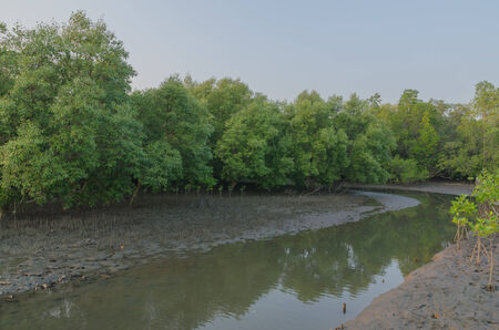 Mangrove planting  is one solution for reduce global warming