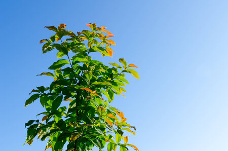 The forest tree and blue sky  in dry evergreen forest  at Tak Thailandの写真素材