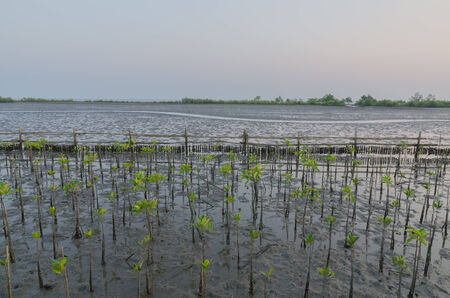 Mangrove planting  is one solution for reduce global warmingの写真素材
