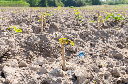 Cassava plantation after begin cultivation season in Thailandの写真素材