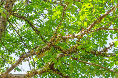 The forest tree  in dry evergreen forest at Tak Thailand