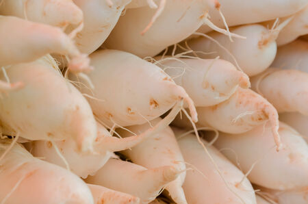 The white carrot  in the fresh food market on roadside of TAK-MEASOD Thailandの写真素材