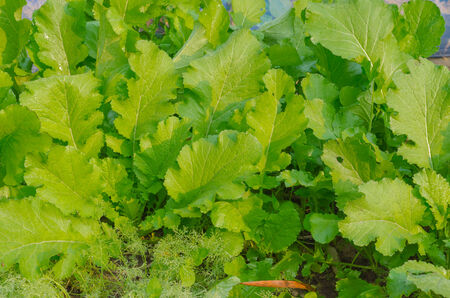 The organic vegetable in backyard garden in rural village at Tak Thailandの写真素材