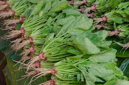 The local vegetable in the fresh food market on roadside of TAK-MEASOD Thailand