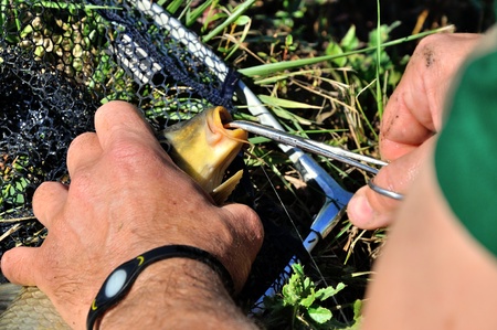 Fishhook removal