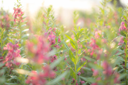 Beautiful natural flowers background summer garden. spring land scape and purple bluebells summer. beautiful meadow. bokeh flower blurry little sun flare. young juicy green grass soft focus.の写真素材