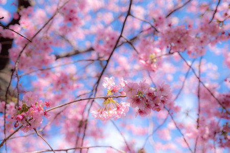 Beautiful sakura blooming pink springtime trees. wonderful cherry trees field fresh green grass in...