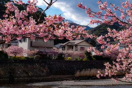 Beautiful sakura blooming pink springtime trees. wonderful cherry trees field fresh green grass in park natural background spring at the europe.month of April beginning of summer fの写真素材