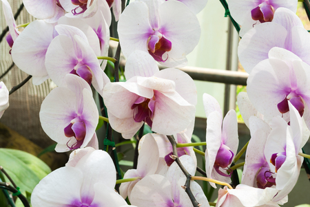 Closeup to Group of Beautiful Tropical White and Purple Phalaenopsis Orchidの写真素材