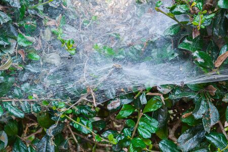 Closeup to Spider Web on Fresh Green Leaves Backgroundの写真素材
