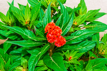 Closeup to Beautiful Orange Cockscomb/ Celosia Cristataの写真素材