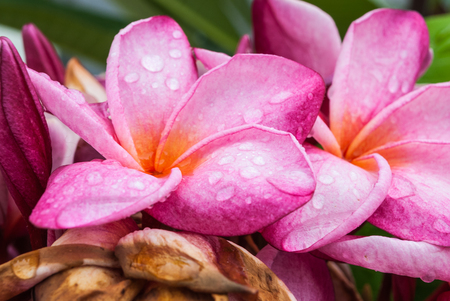 Closeup to Pink Frangipani/ Pagoda/ Temple Tree/ Plumeria Spp./ Apocynaceaeの写真素材